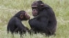 A chimp reaches for food at Ngamba Island Chimpanzee Sanctuary, Uganda, November 8, 2012. (H. Heuler/VOA)