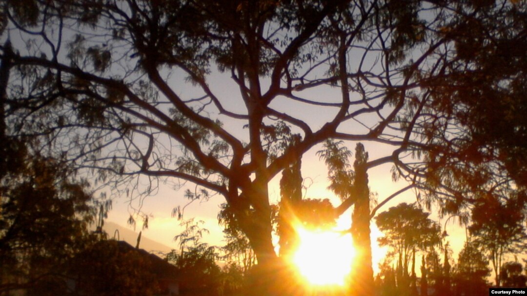 FILE - Sun shines through trees.