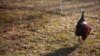 The farm's chickens and other livestock are sustainably raised. (Alison Klein/VOA)