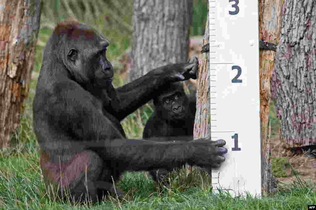 Gorilla "Mjukuu" and her baby "Alika" check out a measuring device in an enclosure during a photocall at London Zoo to promote the zoo's annual weigh-in event.