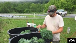 Hand-picked organic kale is washed and packed on site at Sprouting Farms, W.V., ready for distribution. (J. Taboh/VOA)
