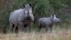 A White Rhino and her calf walk in the dusk light in Pilanesberg National Park in South Africa's North West Province, April 19, 2012. 