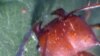 Leaf-cutter ants have powerful blades on either side of their head.