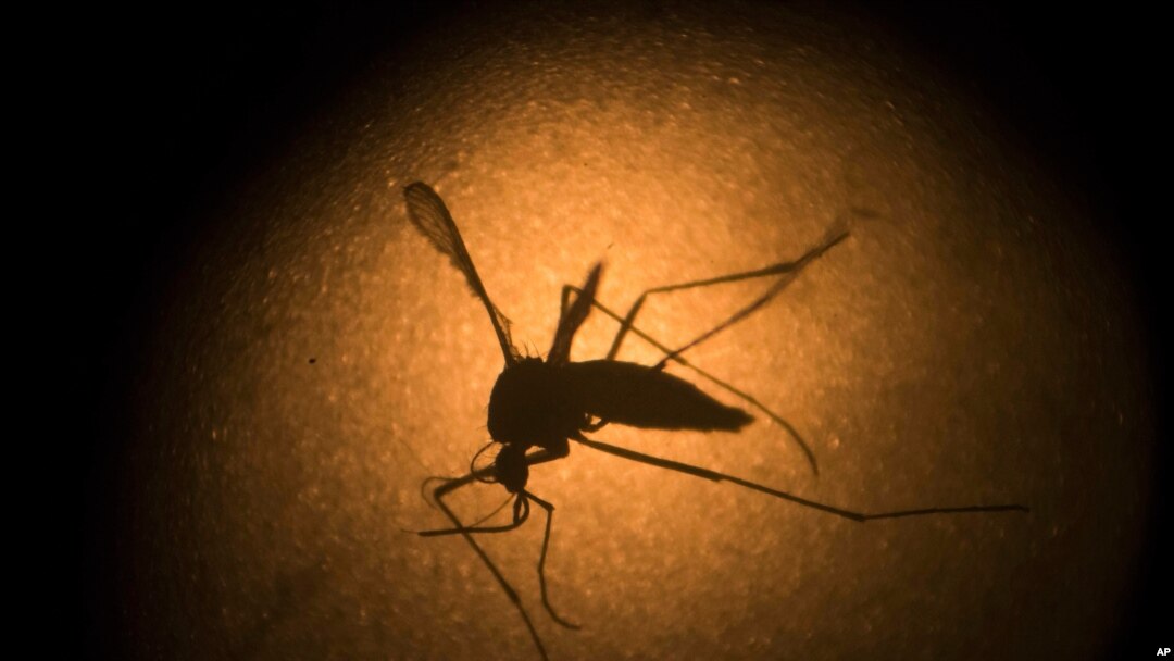 FILE - An Aedes aegypti mosquito known to carry the Zika virus, is photographed through a microscope at the Fiocruz Institute in Recife, Pernambuco state, Brazil, Jan. 27, 2016, 